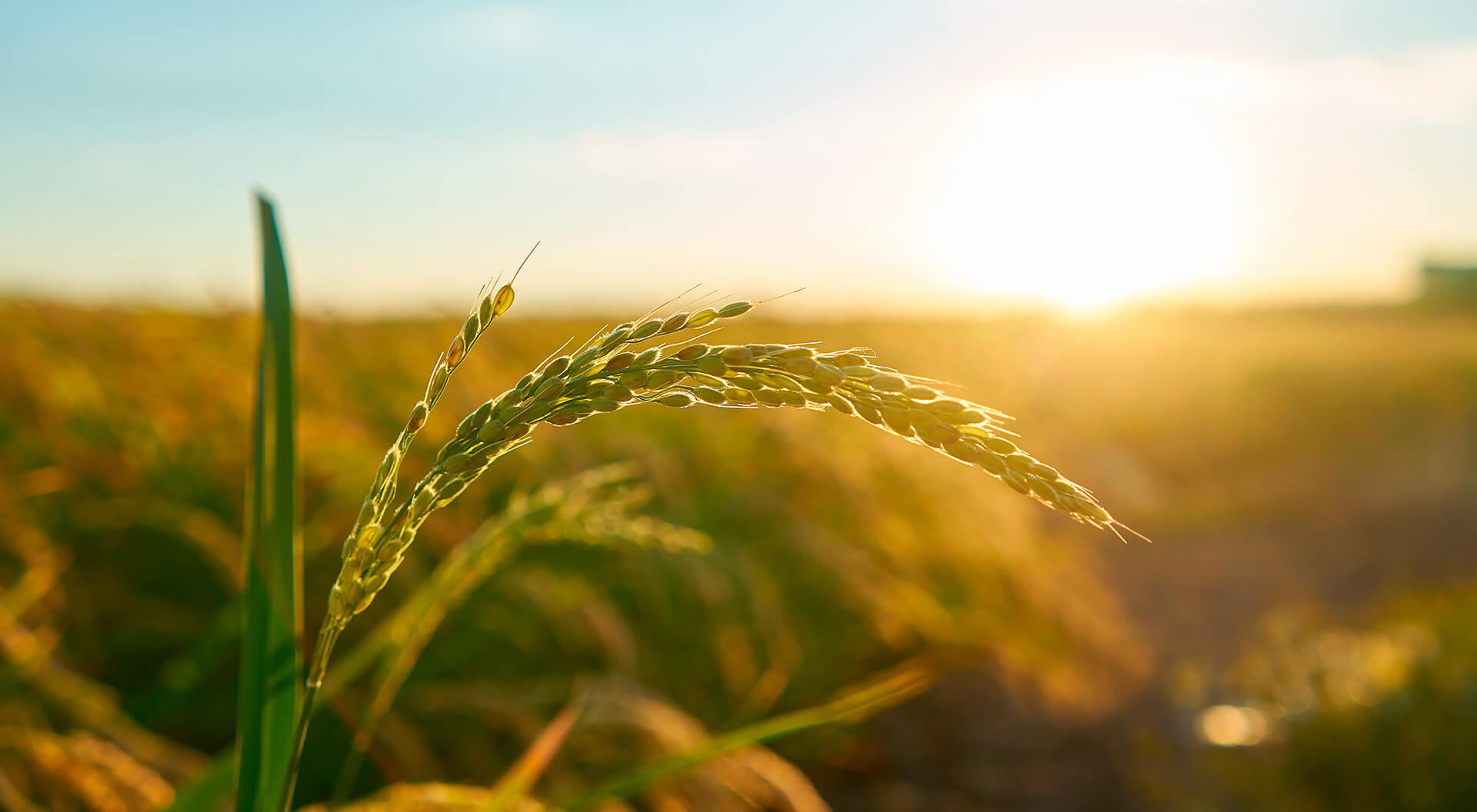 Alba o Tramonto su campo