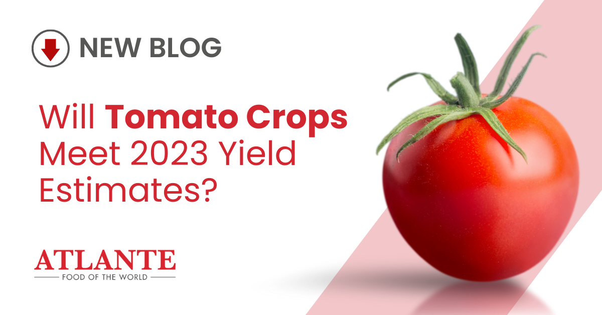 September Tomato Updates from Atlante UK - Tomato Crop Updates: September 2023