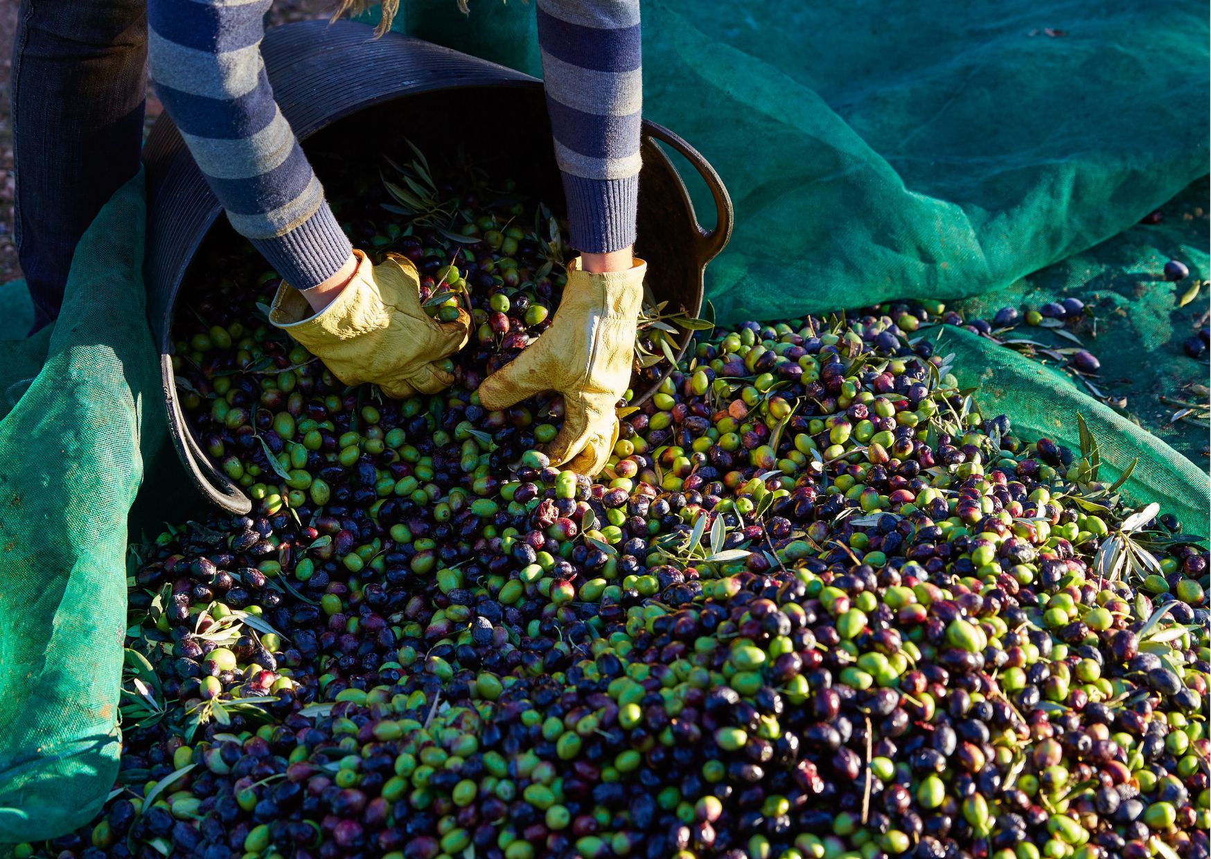 olive oil harvest - Navigating the Olive Oil Market: Key Insights for FMCG Buyers