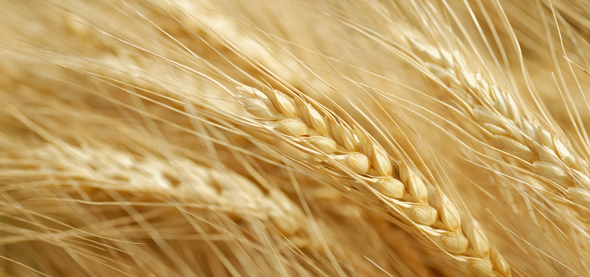 Atlante si certifica Demeter e lancia la sua prima selezione di pasta biodinamica - Atlante si certifica Demeter e lancia la sua prima selezione di pasta biodinamica