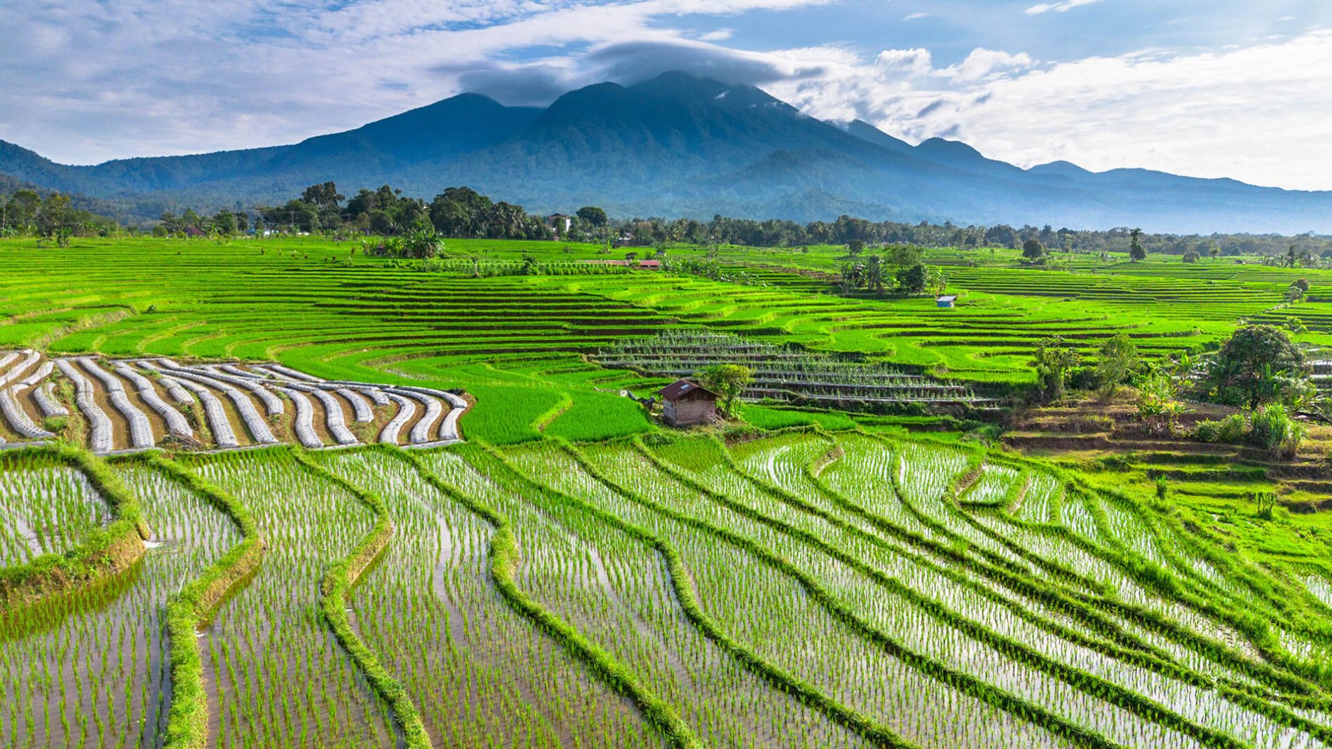 Ampie risaie terrazzate ai piedi di una catena montuosa. L'immagine richiama il ruolo dell'agricoltura globale e la dipendenza delle produzioni agricole da energia, fertilizzanti e logistica internazionale.