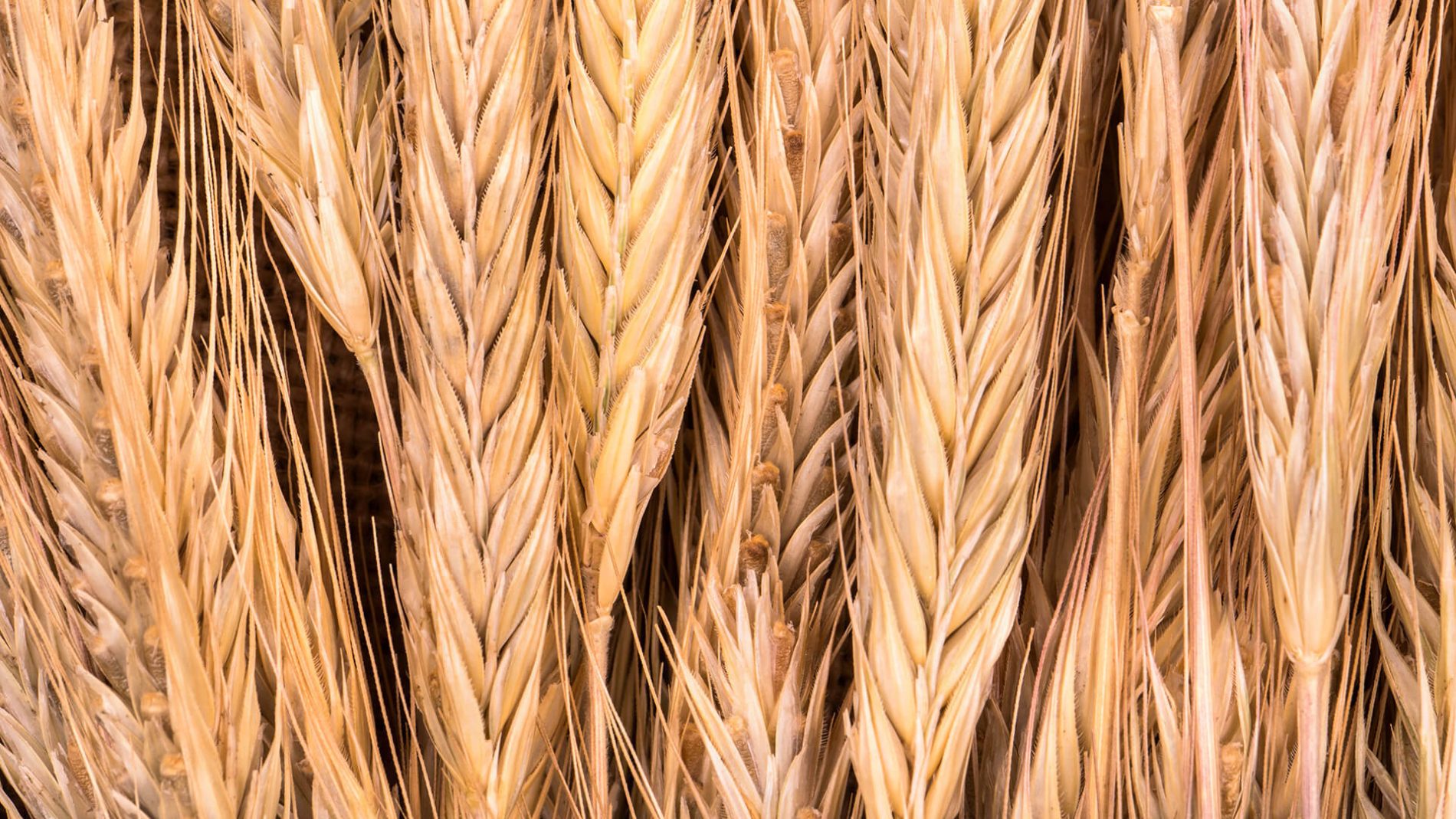 durum wheat